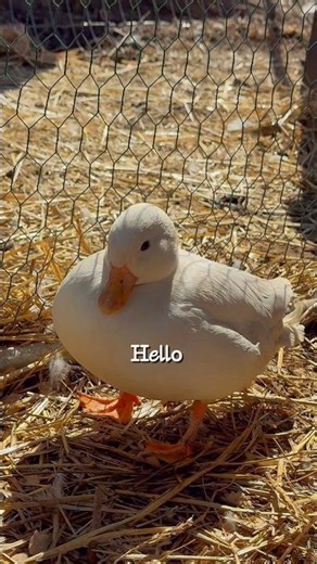 ￼Happy Quackers #ducksounds #funnyduck