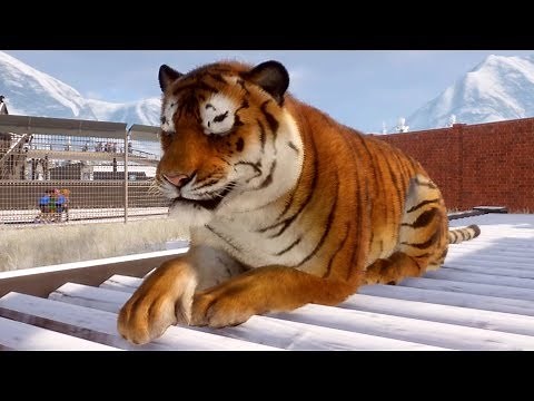 Planet Zoo - Siberian Tiger Gameplay (PC HD) [1080p60FPS]