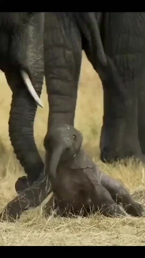 6.8M views · 290K reactions | Elephant mothers are fiercely nurturing...