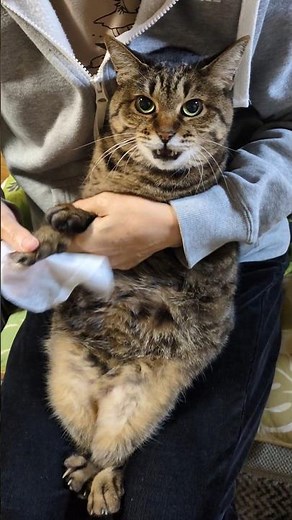 I want to be the first place winner of the star race after wiping my feet. I can fly. #Mi-chan vs...