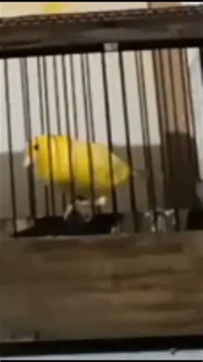 Smart Talking Bird Learns New Words 🐦🧠 | Cute Bird Training Moments