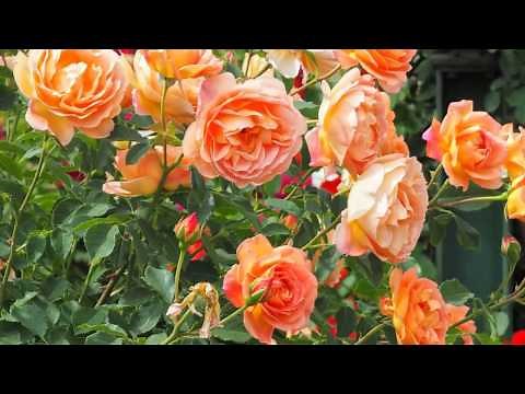 Stunning colorful roses and most beautiful flower garden compilation with relaxing music - 4K