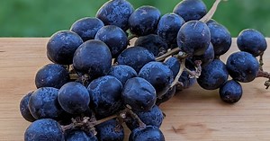 Subtle table grapes are mightily appealing, fresh or roasted