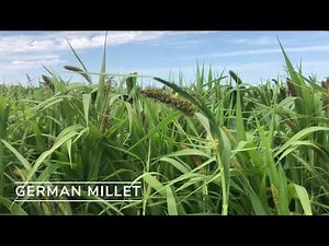 German Millet