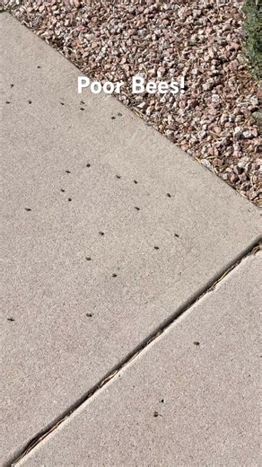 What killed all of these bees?! 🐝 #bee #pesticides #nature