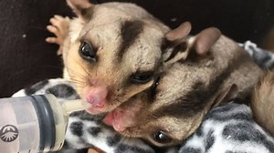 Australia animals: Making 'baby formula' for native wildlife