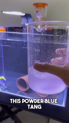 Effective Quarantine Treatment for Powder Blue Tang