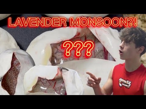 Did we just Hit a MONSOON LAVENDER Ball Python?! - Clutch Cutting #13
