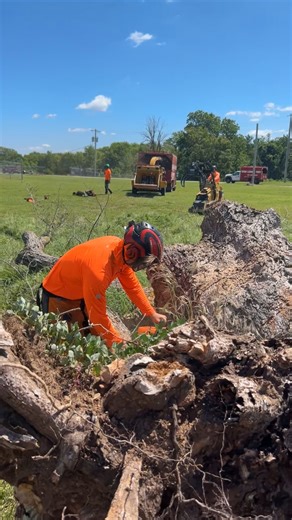 A satisfying tree removal 👆 #TreeRemoval #TreePruning #CoolTreeRemoval | Ryan Lawn & Tree