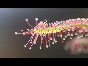 Researchers Find How Venus Flytrap Plants Can React To Touch