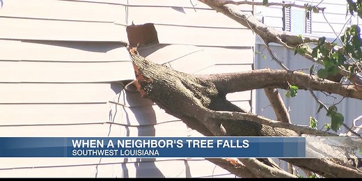 Who’s responsible if your neighbor’s tree falls and damages your property?
