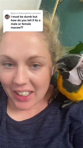 Male vs Female Macaw: Identifying Differences