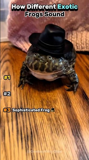 How different frogs sound!🐸#frog #frogs