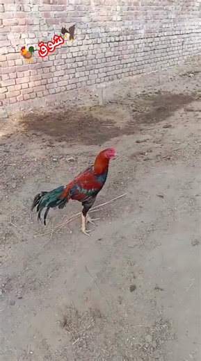 shooq aseel da#foryou #aseelmurga #foryoupage #viral #murga #shooq #malikaseelfam402