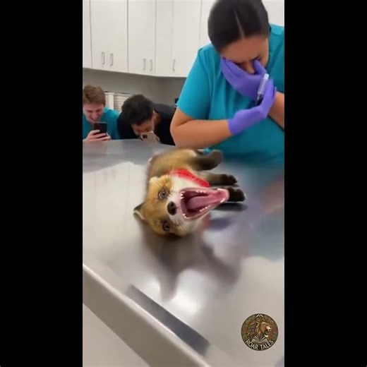 Dramatic Fox Plays Dead At The Vet