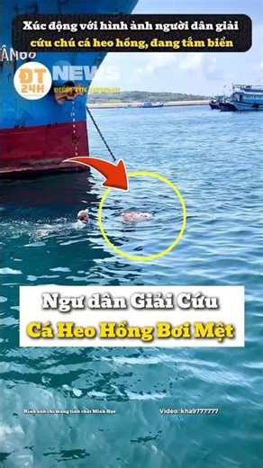 Ngư dân Giải Cứu Cá Heo Hồng Bơi Mệt