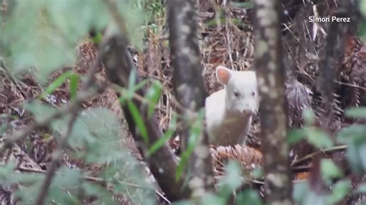 Rare albino pudu seen on Chile island where deer population shrinking