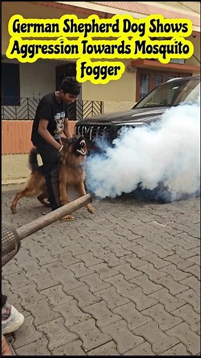 GERMAN SHEPHERD Dog Shows AGGRESSION Towards The Mosquito Fogger | ANGRY DOG BARKING SOUND #shorts