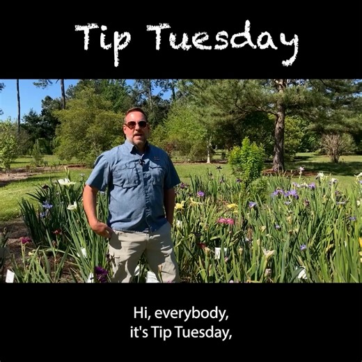 7.7K views · 126 reactions | Summer is the time to divide irises in Louisiana. Learn more about iris care with LSU AgCenter horticulturist Jason Stagg. | LSU AgCenter | Facebook