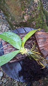 43K views · 3.8K reactions | Simpel dan estetik menanam phalaenopsis pada papan kayu pinus dan sabut kelapa #fblifestyle #menanamanggrek #gardening | Senja Orchid | Facebook