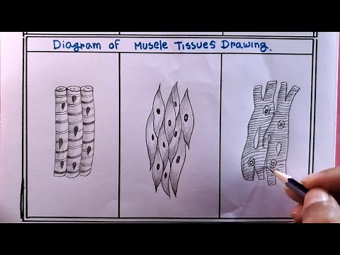 how to draw smooth muscles and cardiac muscles step by step