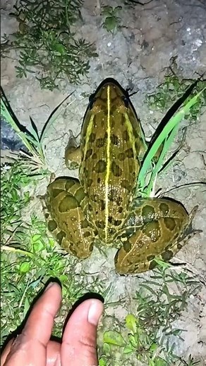 Laugh Out Loud with Frog and Toad's FUNNIEST Moments!