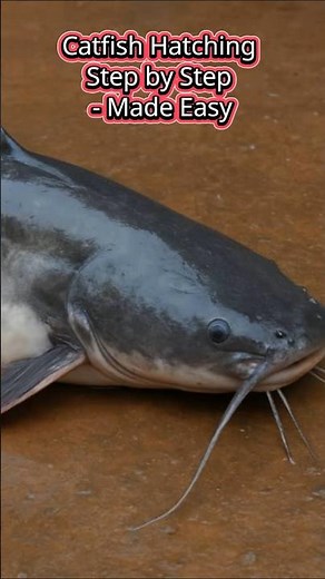 Catfish Hatching Step by Step - Made Easy #FishFarming #FishHatching #farming #catfish