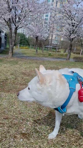 벚꽃엔딩 봄순이 봄나들이 #새날누리 알토색소폰