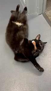 I’m really not too bothered about Buddy playing with me* *I am bothered really 😛 | The Huddersfield Station Cats