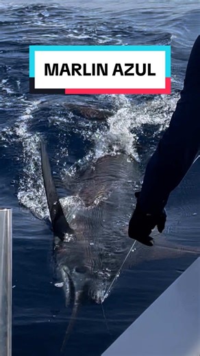 #girosfishingstore #tiendadepesca #marlin #bluemarlin #pescadeportiva #puertomarquez #acapulco #mexico #yellowfintuna #pennreels