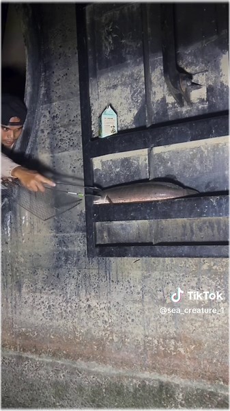 Sea.creatures (@sea_creature_1)’s videos with original sound - Sea.creatures