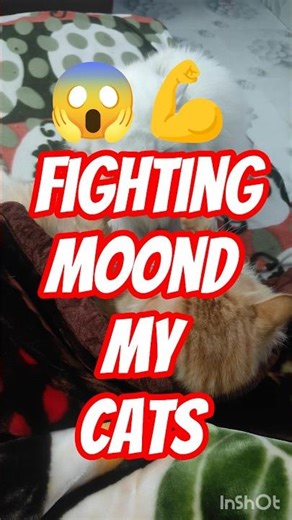 The Most dramatic cats moments ever! 😂🤣 Funny Cat Videos 2025