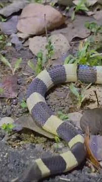 “Banded Krait: The Deadly Snake That Kills Other Snakes”