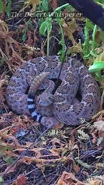 Western Diamondback Rattlesnake!