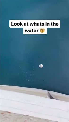 Watch till the end... 🦈😳 #shorts