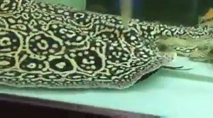 Stingray gives birth | Scuba Diving Universe