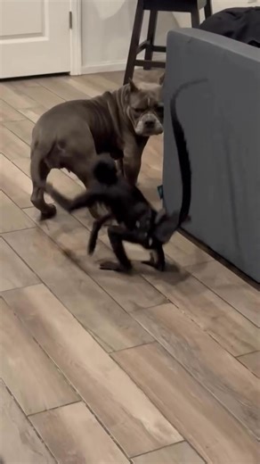 So amazing ❤️❤️ #pitbull #pitbullsofinstagram #dog #dogsofinstagram #dogs #pitbulls #puppy #americanbully #pitbulllove #love #bully #apbt #pitbullpuppy #bullybreed #pit #dogstagram #dontbullymybreed #pitbullgram #dogoftheday #instadog #doglover #doglife #adoptdontshop #puppylove #pitbulllife #pitbullpuppies #americanpitbullterrier #pitbullterrier #puppies #dogloversunite | Pitbull lovers