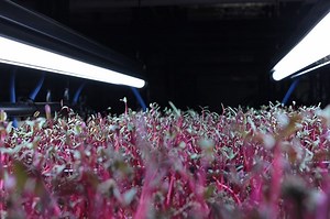 Selling Microgreens For Extra Cash | Microgreens Farmer
