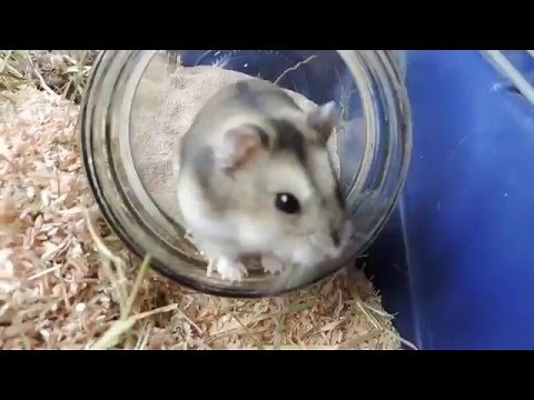 Dschungarischer Zwerghamster