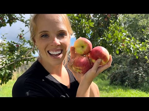 Harvesting Apples: How To Know When They Are Ripe! | Simply Bloom
