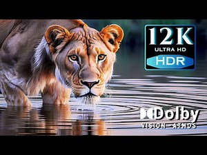Untamed Planet | Stunning 8K HDR Wildlife Footage in Dolby Vision