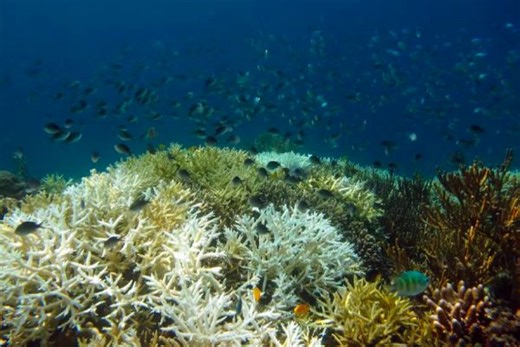 Climate risk index shows threats to 90 per cent of the world’s marine species - The Weather Network