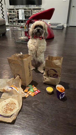 part 6 it’s taco tuesdayy #tacobell #foodie #foodtok #dog #relatable