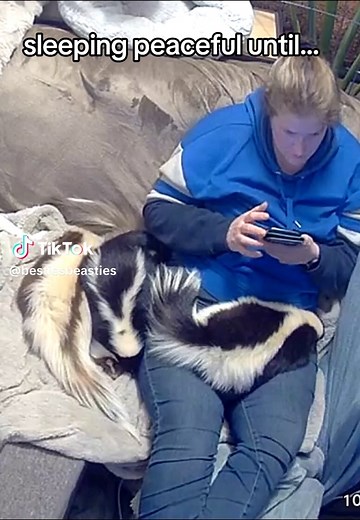 Caring for Pet Skunks: A Fun Journey