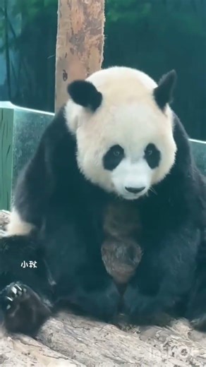 anazing animals growth journey part:39 #animals