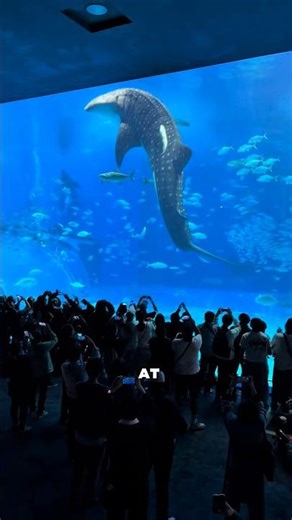 Inside Japan’s Craziest Aquarium #JapanTravel #Okinawa #traveltips