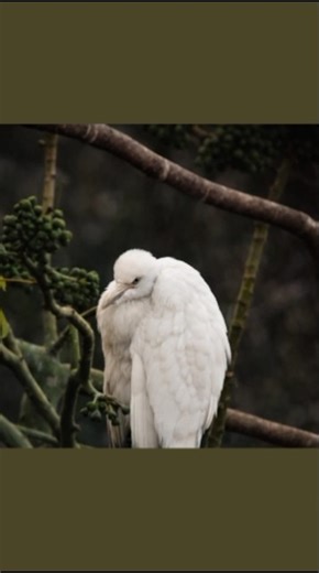 captured using phone and telescope