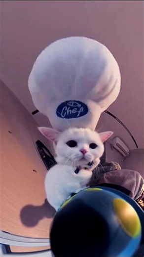 Funny cats #cat#cutecats #catlover#foryou #subscribe #funnyvideos#usa #funnyanimals#fypシ#cute #funny