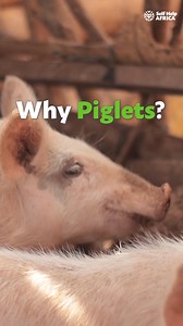 Change lives by helping families across Africa grow food, earn an income, and build a brighter, more secure future. | Self Help Africa