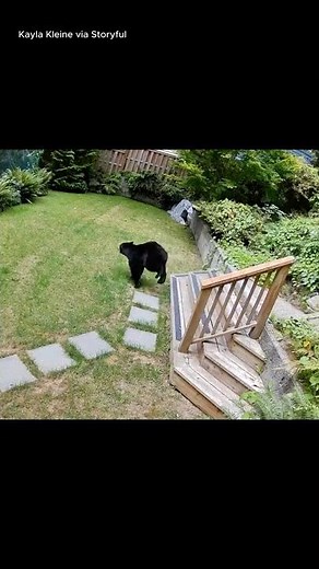 5-Pound Pomeranian Chases Bear Out of House 🐶🐻 The reporter said the bear survived!